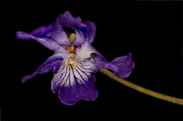 Viola nephrophylla - Northern Bog Violet 18-9453.jpg